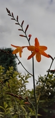 Crocosmia aurea