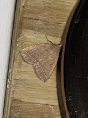 Zanclognatha jacchusalis