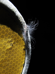 Chrysaeglia magnifica