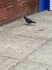 Columba livia domestica