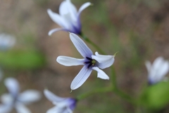 Tecophilaea violiflora