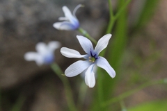 Tecophilaea violiflora