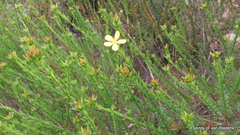 Linum africanum