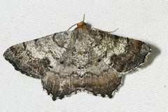 Macaria distribuaria