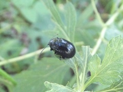 Chrysolina aurichalcea
