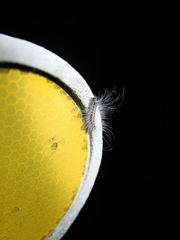 Chrysaeglia magnifica