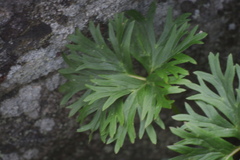 Anemonastrum