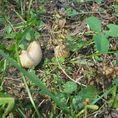 Scleroderma areolatum