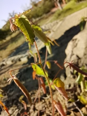 Corchoropsis crenata hupehensis
