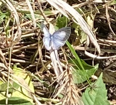 Celastrina