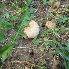 Scleroderma areolatum