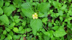 Malvastrum coromandelianum