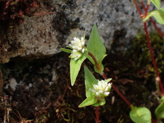 Persicaria nepalensis