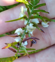 Taxodiomyia cupressi