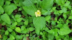 Malvastrum coromandelianum