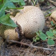 Scleroderma areolatum