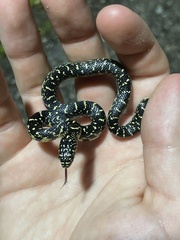 Lampropeltis holbrooki