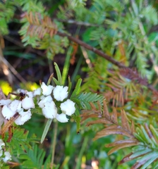 Taxodiomyia cupressi