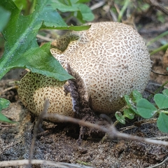 Scleroderma areolatum