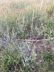 Elymus athericus