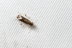 Parathyginus signifer