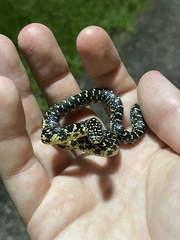 Lampropeltis holbrooki