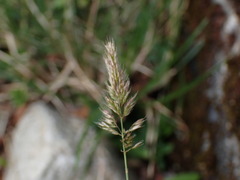 Polypogon fugax