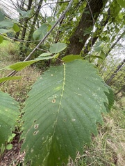 Ulmus americana