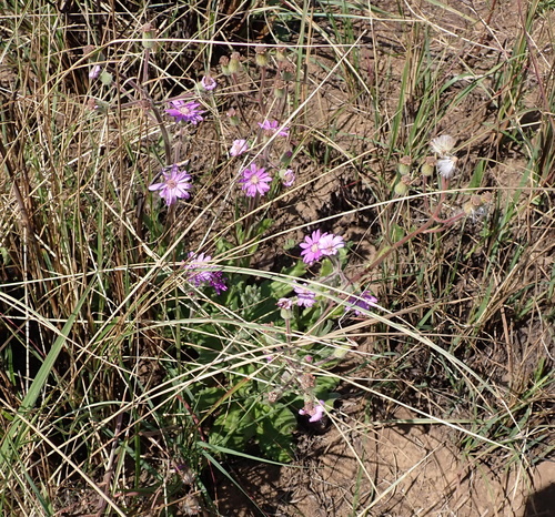 Image of Senecio speciosus by no rights reserved