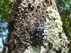 Anoplophora chinensis