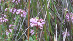 Erica cubica