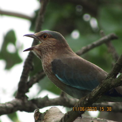 Coracias benghalensis