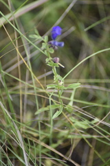 Scutellaria scordifolia