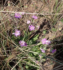 Senecio speciosus