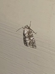 Acronicta afflicta