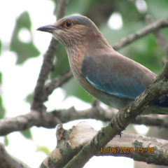 Coracias benghalensis