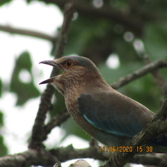 Coracias benghalensis