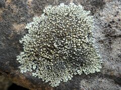 Protoparmeliopsis muralis