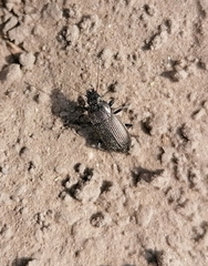 Poecilus