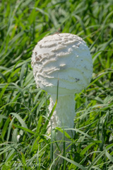 Saproamanita
