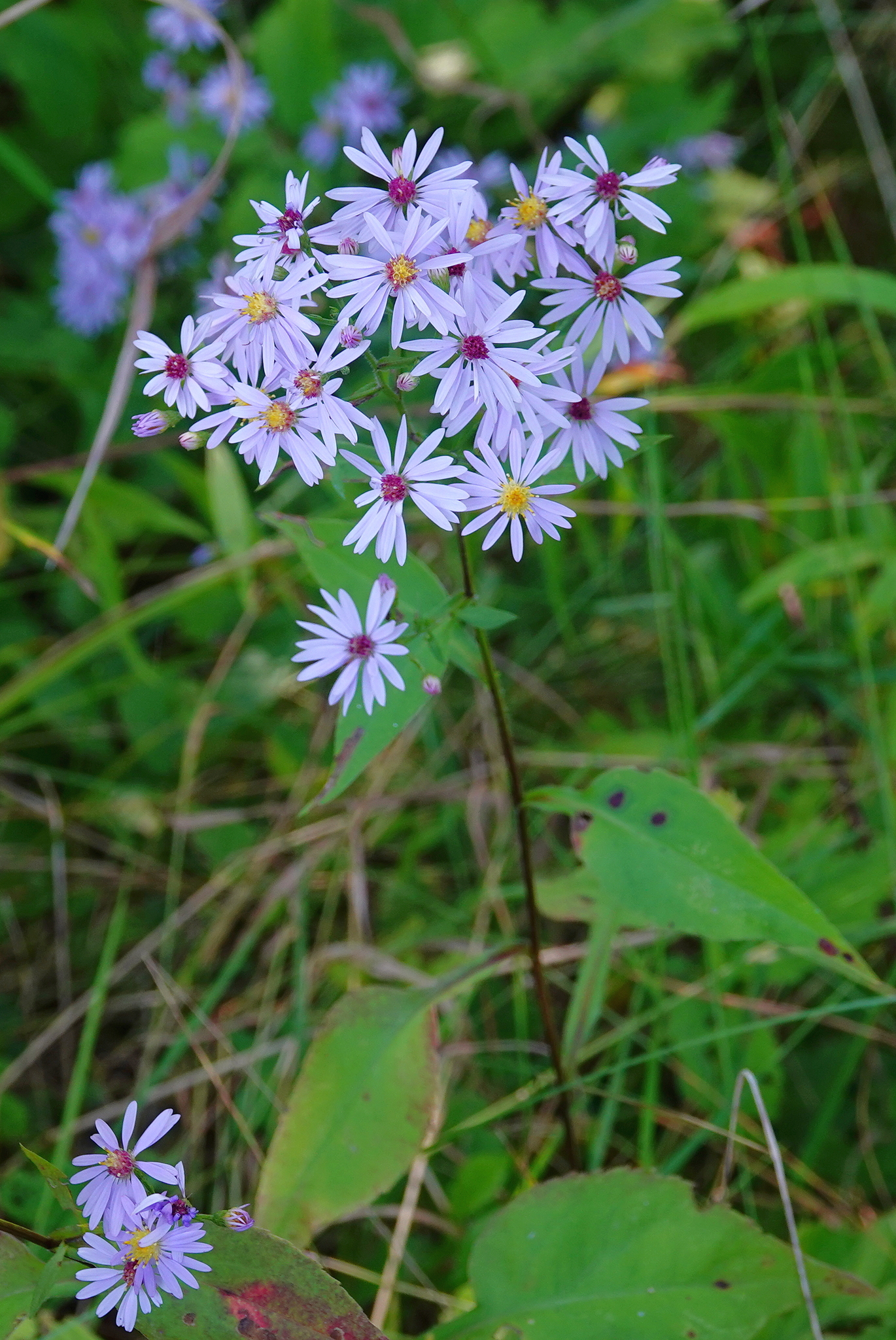 Symphyotrichum ciliolatum