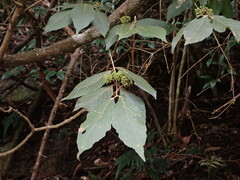 Callicarpa formosana formosana