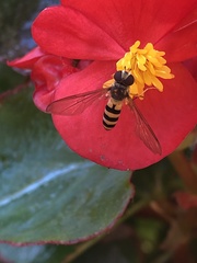 Meliscaeva cinctella