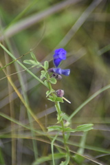 Scutellaria scordifolia