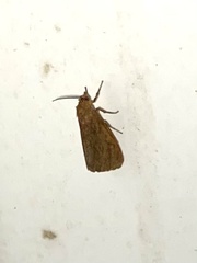 Virbia opella