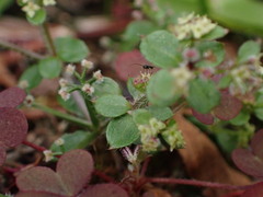 Galium formosense