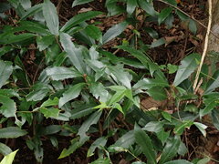 Ardisia cornudentata morrisonensis