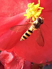 Meliscaeva cinctella