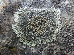 Protoparmeliopsis muralis