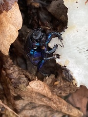 Anoplotrupes stercorosus